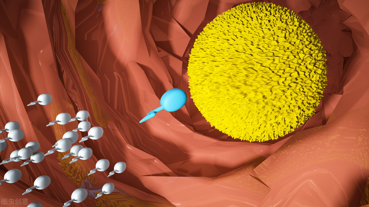 精子和卵子相遇会不会不着床,精子要什么情况才能与卵子结合