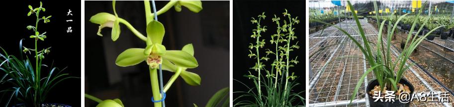 每日一兰花故事～中国兰花.惠兰名品.大一品