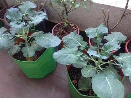 西兰花为什么只能种一次,西兰花什么时候种