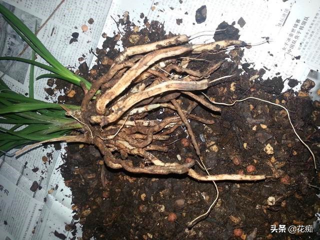 兰花烂根养殖方法和技巧,烂根的兰花重新上盆如何浇水