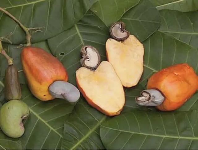 腰果科普知识,腰果哪部分有毒