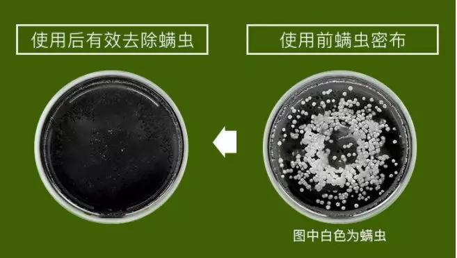 头皮痒螨虫成千上万,头皮痒是病的前兆螨虫作怪吗