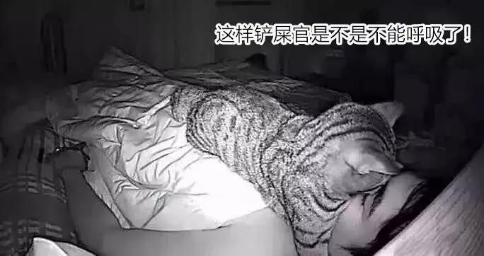 养了5年的猫居然让我丢掉,我养了七只猫