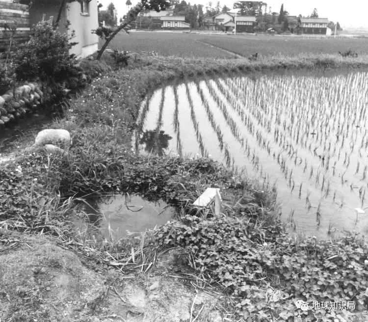 日本现在污染的真实现状,日本污染实际情况