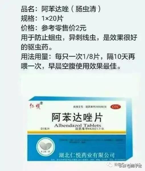 人药治鸽病配方大全,教你巧用人药治鸽子病
