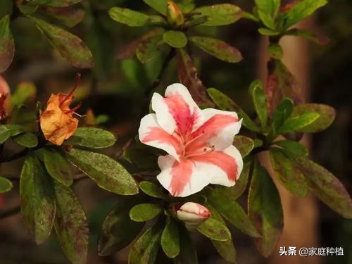 有种植物叫杜鹃,植物杜鹃