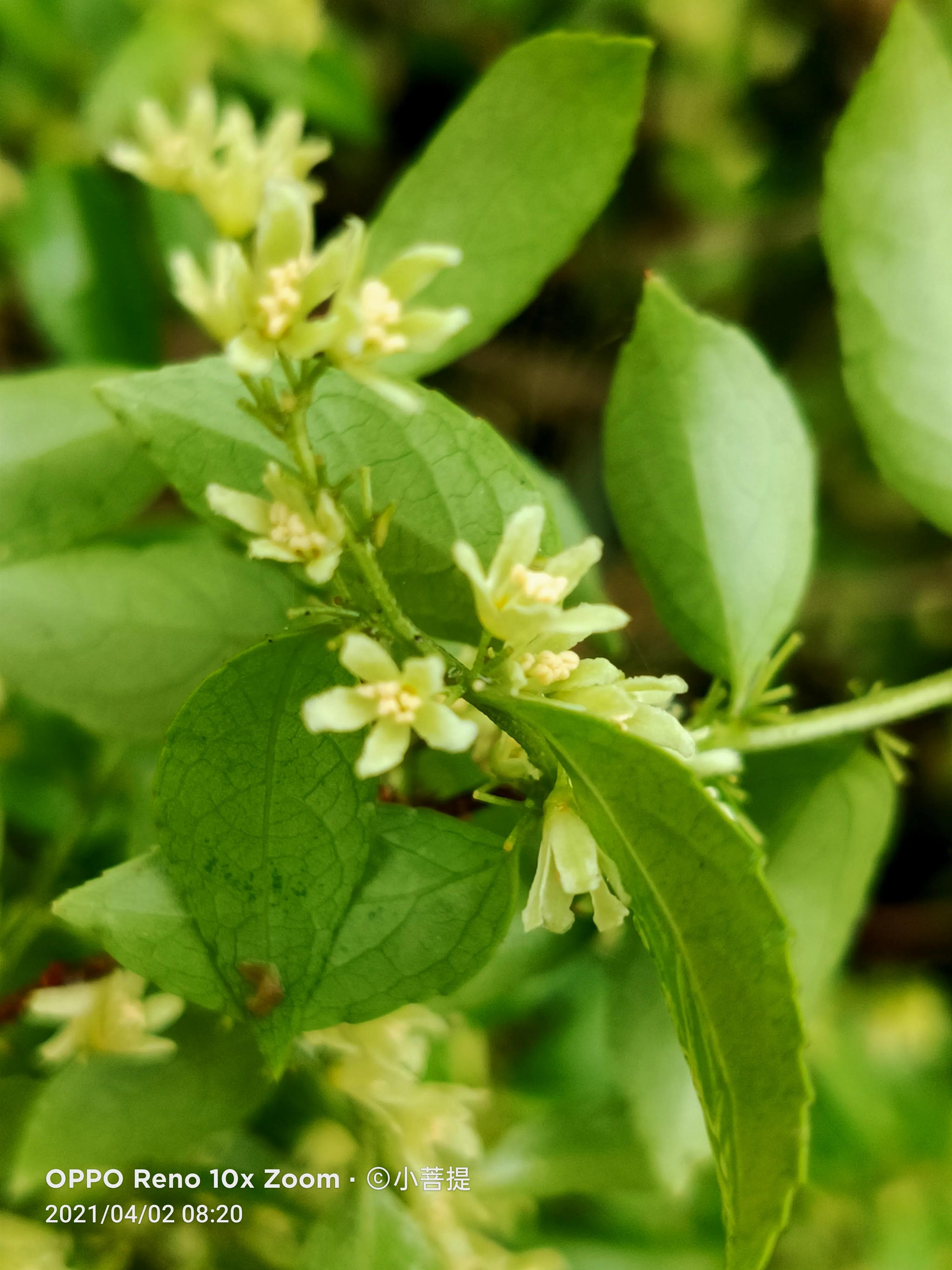 清明时节开花的花草有哪些,早春时节各种植物的样子