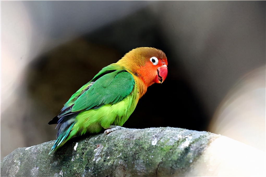 刚到家的鹦鹉雏鸟需要马上喂食么,小太阳鹦鹉雏鸟各阶段怎么喂食