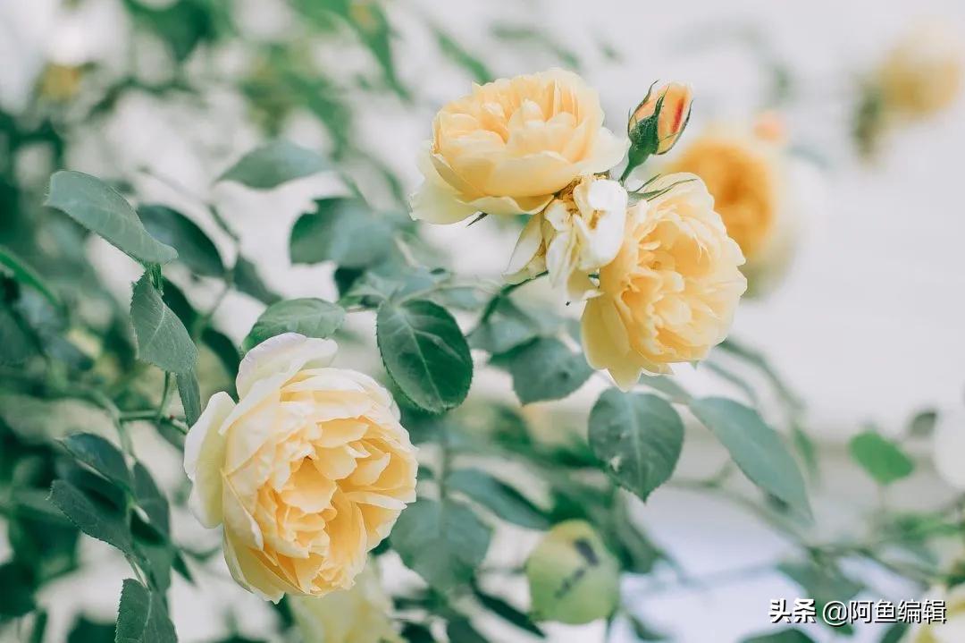 抄袭的认定标准,自媒体抄袭的认定标准