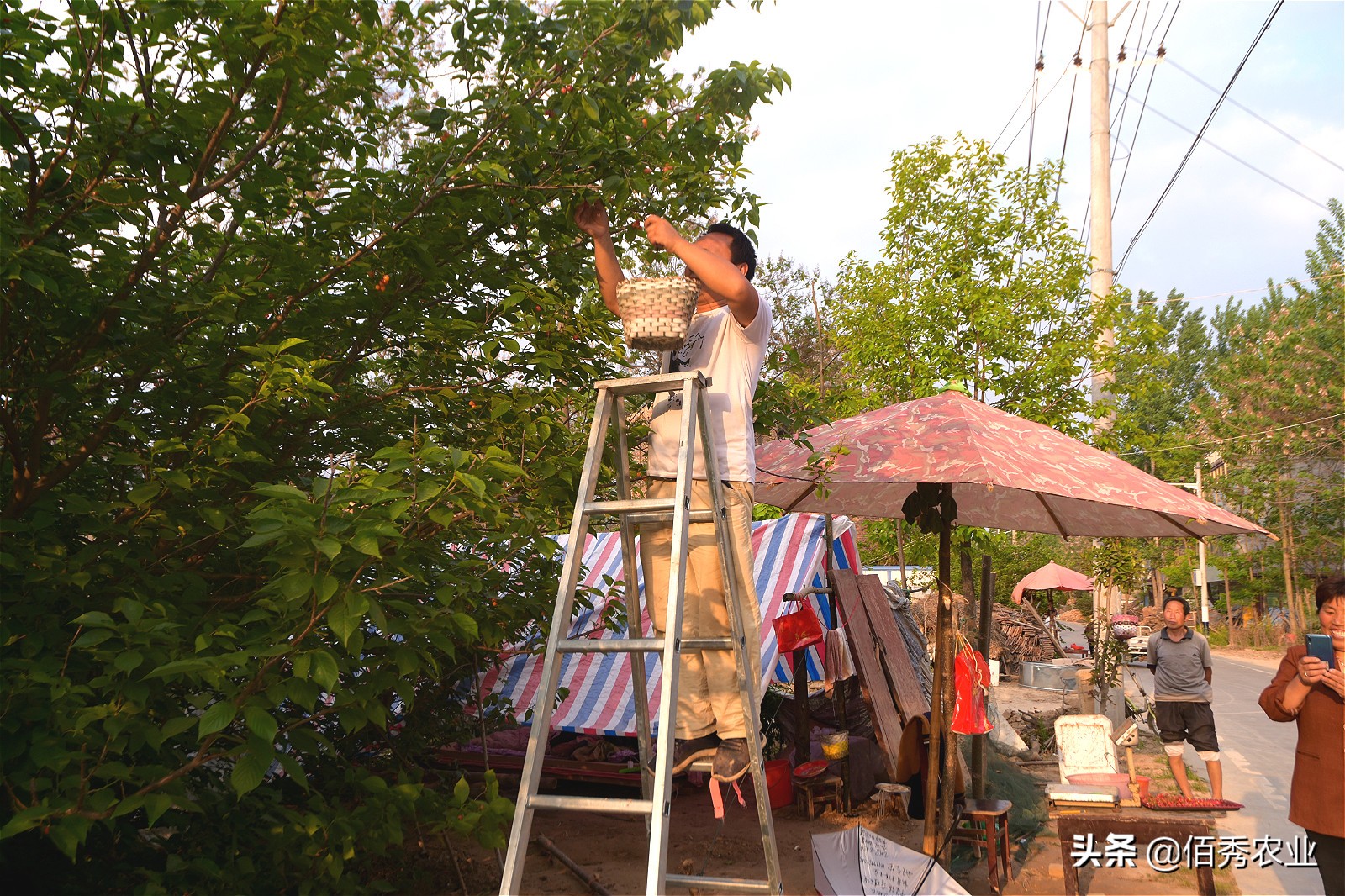 回乡创业种植樱桃,在农村种植樱桃还是在工厂上班好