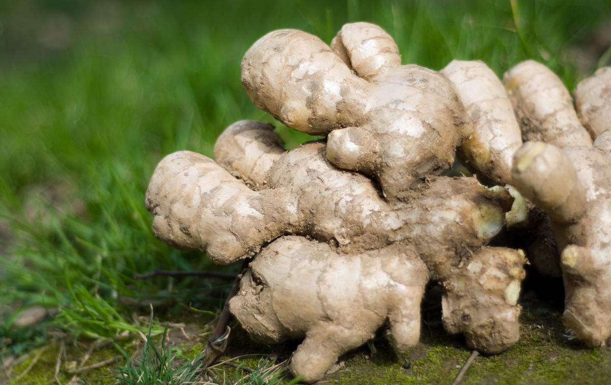 把姜种到花盆当绿植观赏,生姜无土盆栽观赏