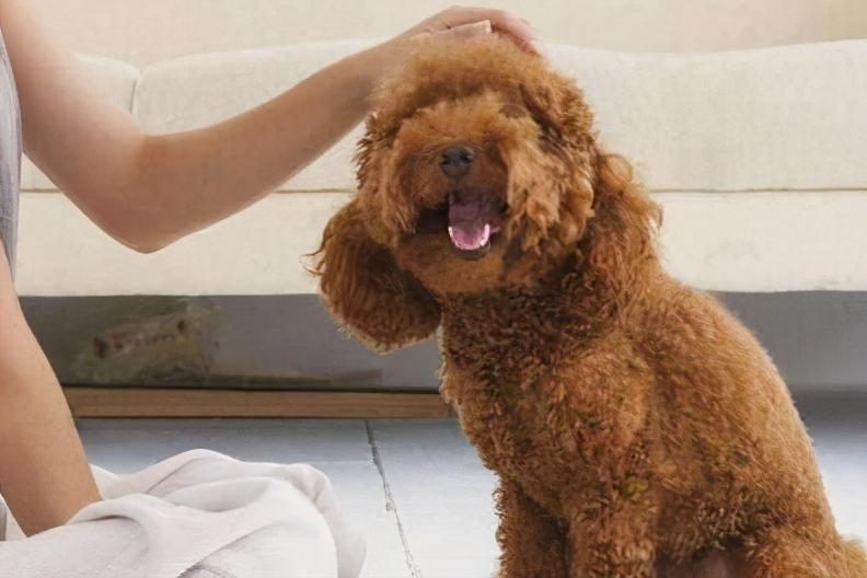 公泰迪为什么变得脾气暴躁爱咬人,泰迪有点咬人