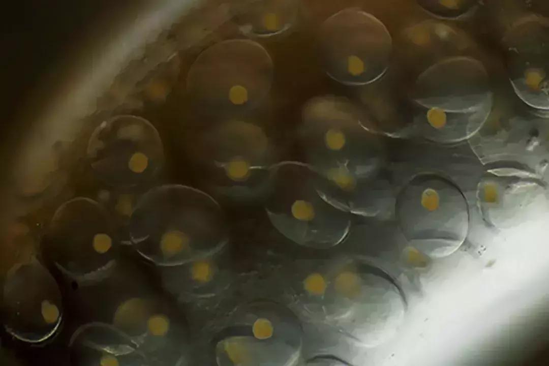 草缸常见杂螺,家居水景