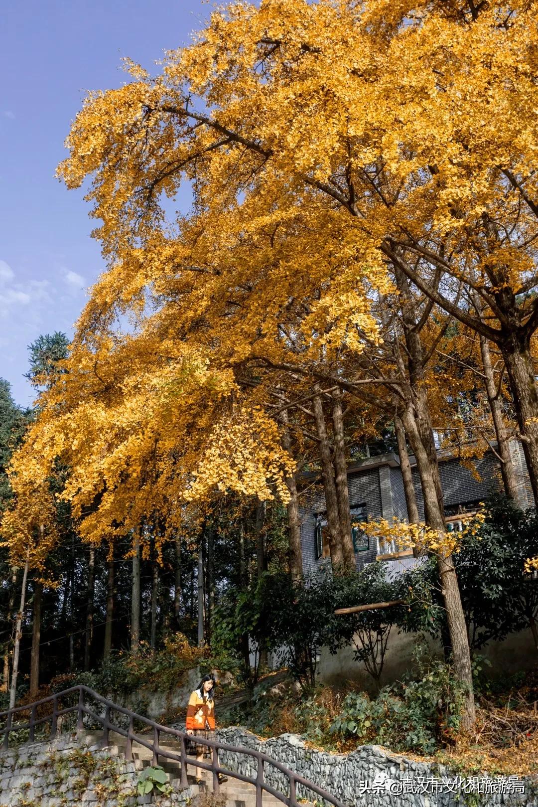 武汉12月秋季枫叶和银杏叶美景,枫叶银杏的美景最新