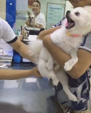 猫狗必备的药,收藏必备药品