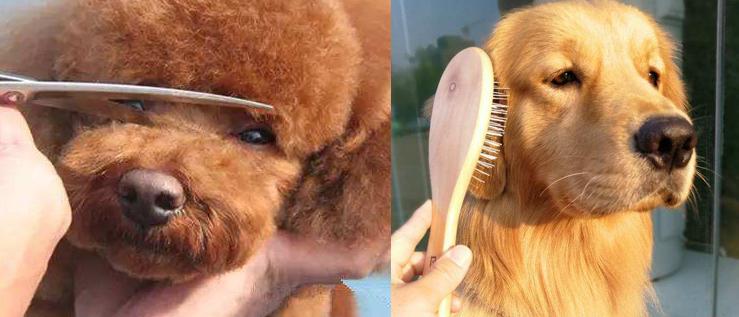 如何区分金毛犬和泰迪犬,泰迪好养还是金毛犬好养