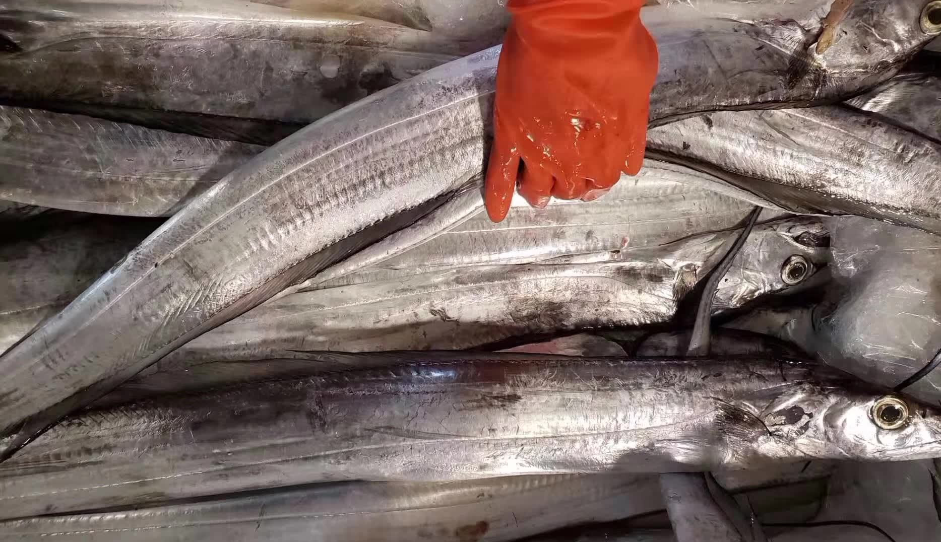 鲜带鱼和冻带鱼哪个贵,带鱼大还是小好吃