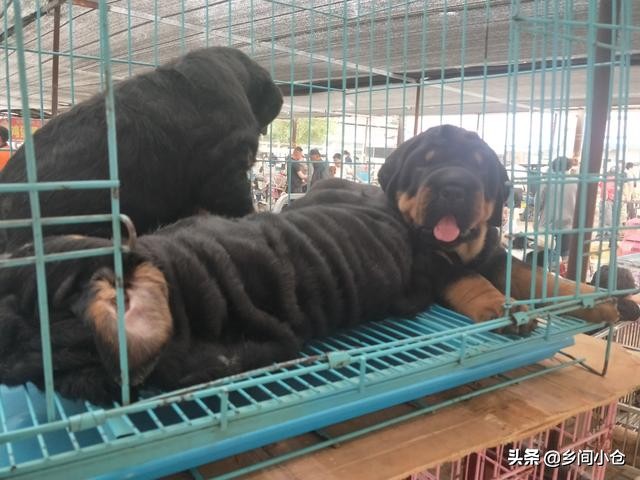 真正的狗市品种,哪里的狗市便宜品种又好种类又多