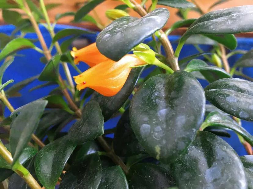 小金鱼花怎么养花开不败,小金鱼花好养吗图片