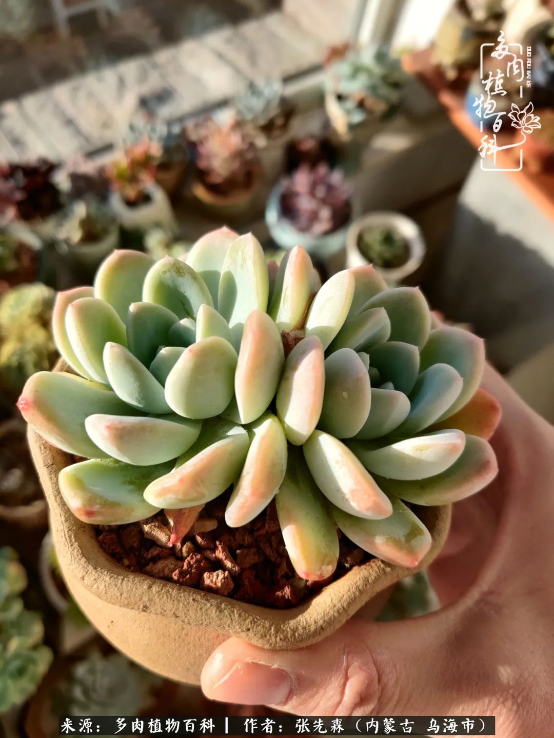 吸取教训，不断探索，英语老师的多肉碎碎念