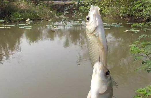 野钓总是下钩中鱼情况分析,野钓双尾率怎么提升