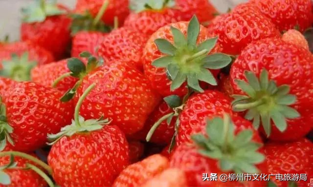 柳州草莓采摘园附近最近地方,柳州附近摘草莓好玩的地方