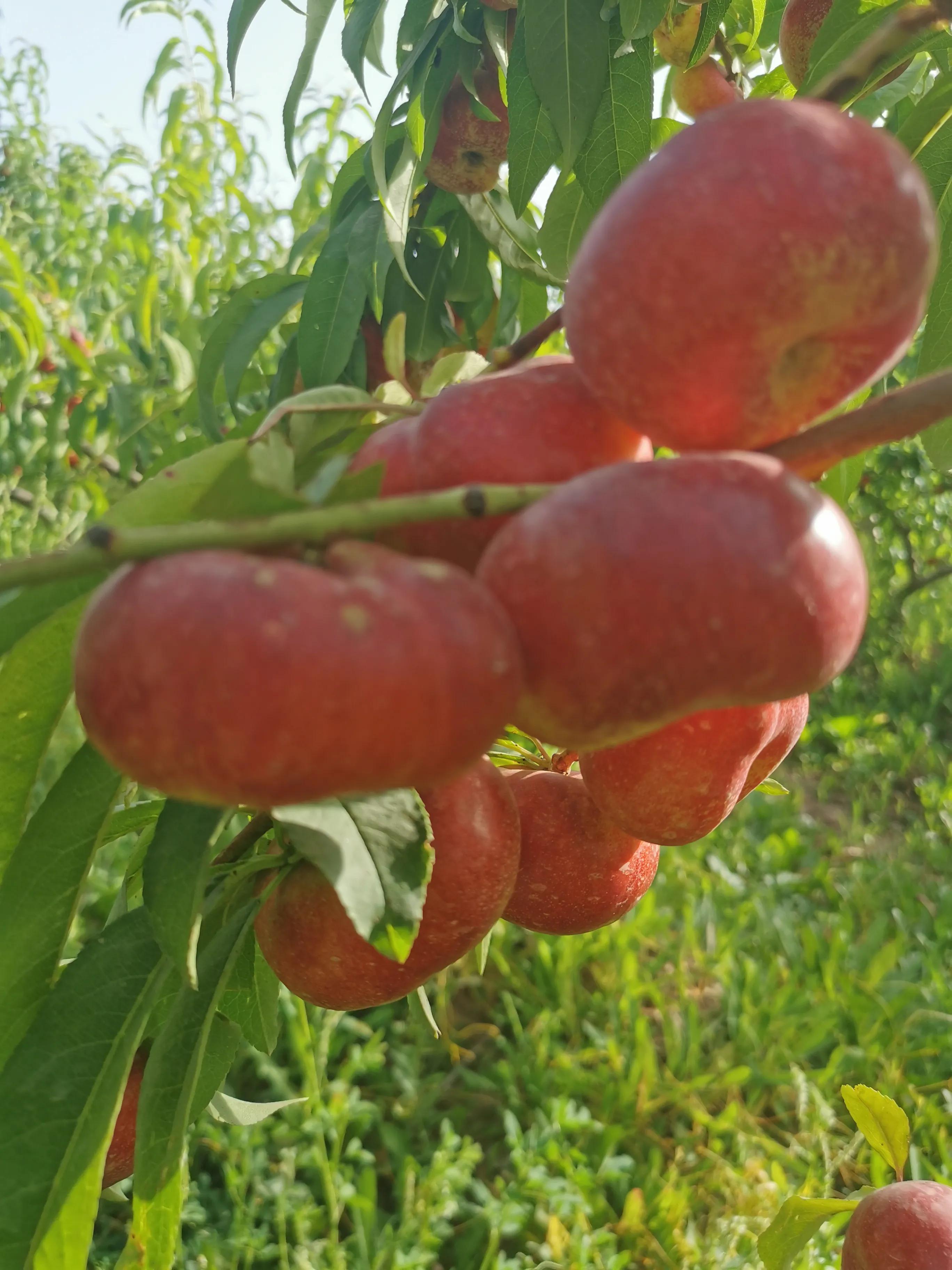 散文丨劳罕：最是*疆新**看不够