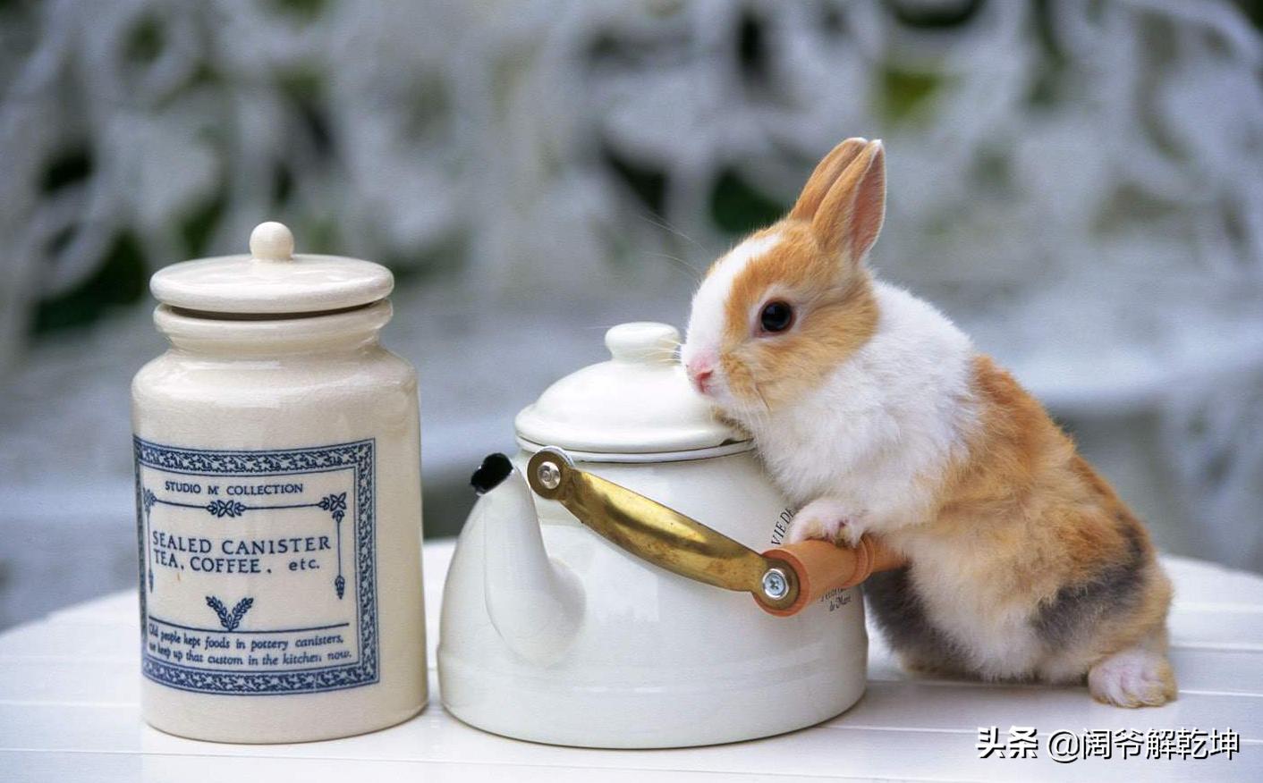 生肖鼠与生肖马共事运势如何,十二生肖每日运势大全属虎