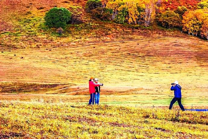 秋季最美的白桦林风景,坝上草原白桦林秋色图片