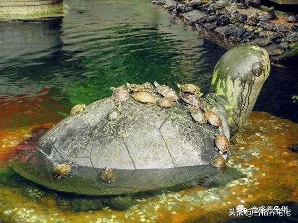 龟消瘦不进食,龟严重腐甲