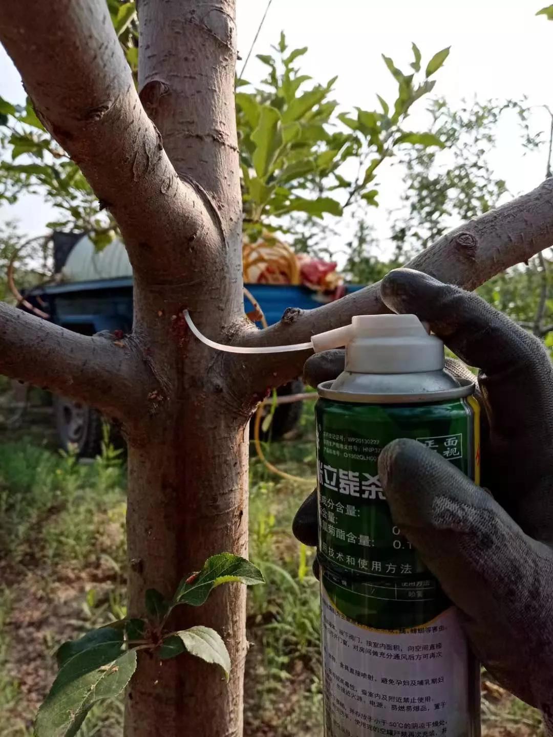 苹果树钻木虫的防治方法,苹果树钻木虫的防治