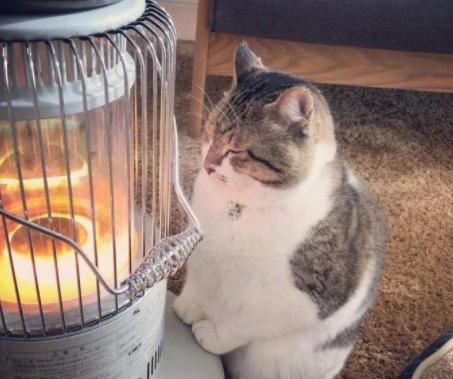 猫主子受伤了怎么处理,猫咪生病铲屎官做些什么