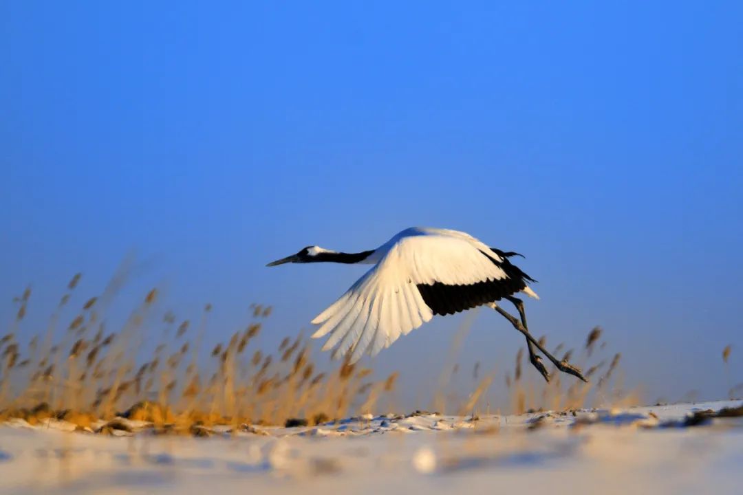 仙鹤起舞水粉画,仙鹤起舞展翅飞
