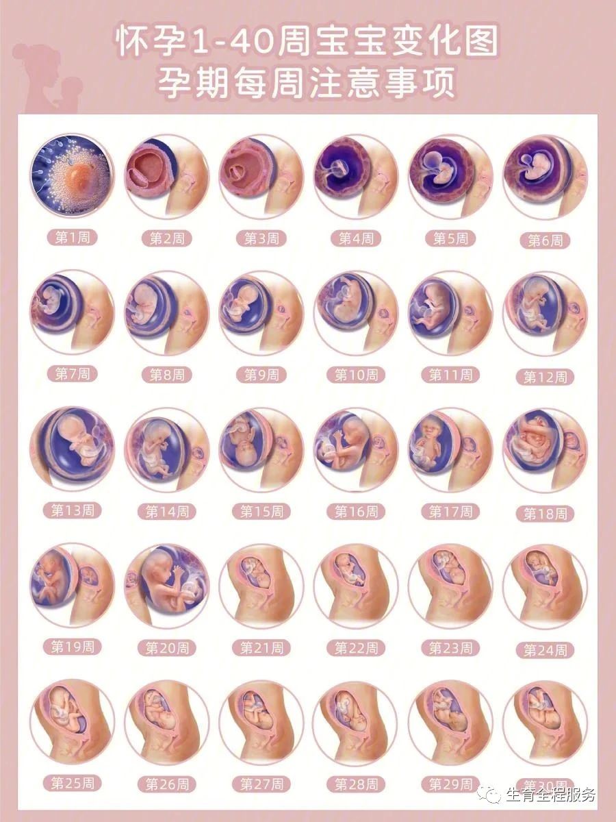 每一位准妈妈最可信赖的孕期指南,孕期1-40周应注意事项