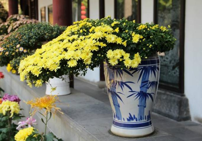 菊花茉莉徒长不开花,小菊花盆栽买回来没多久就蔫了