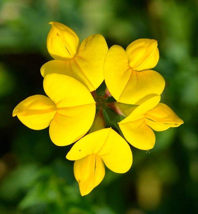 奇花异草大全罕见图文,极其罕见的奇花异草