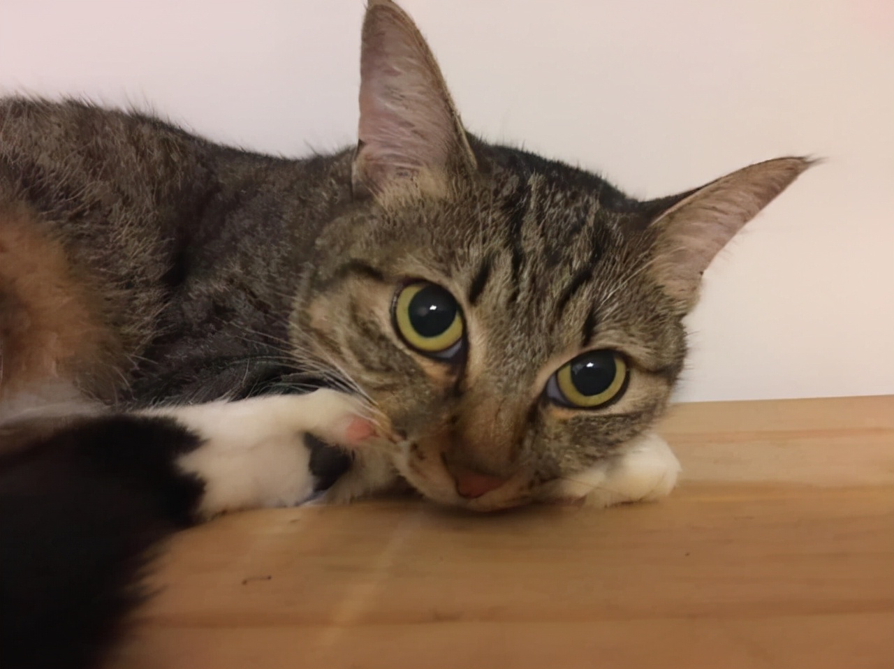 被怀孕母猫碰瓷,被怀孕猫咪碰瓷