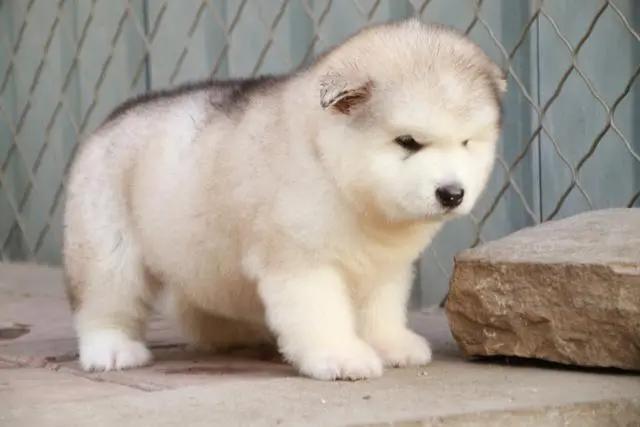 怎么挑长毛阿拉斯加,长毛阿拉斯加