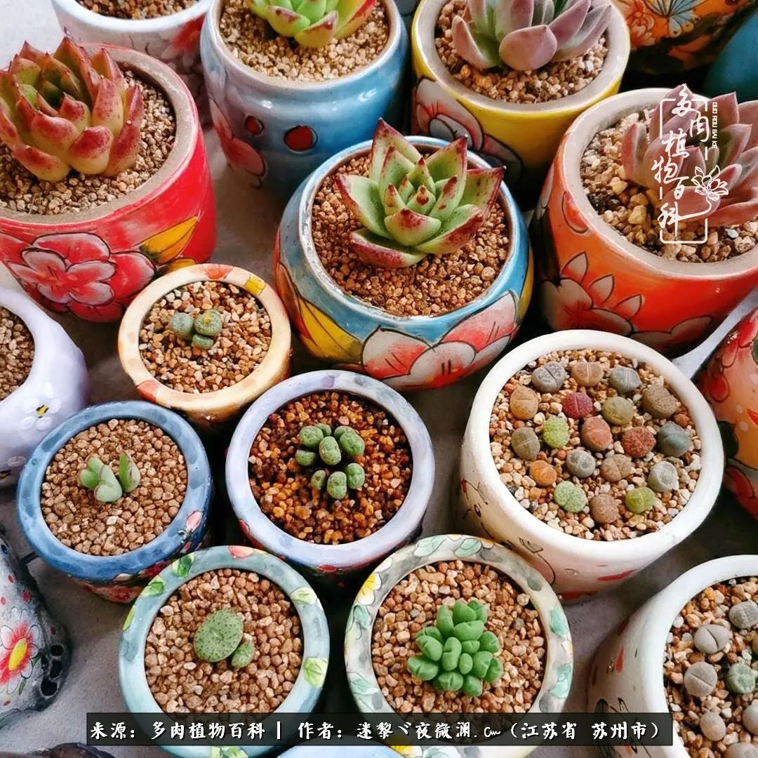 围观多肉版武林大会，一起穿越吧,下