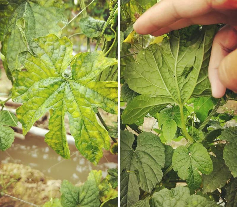 白化病的种类及图片,白化病常识图片大全