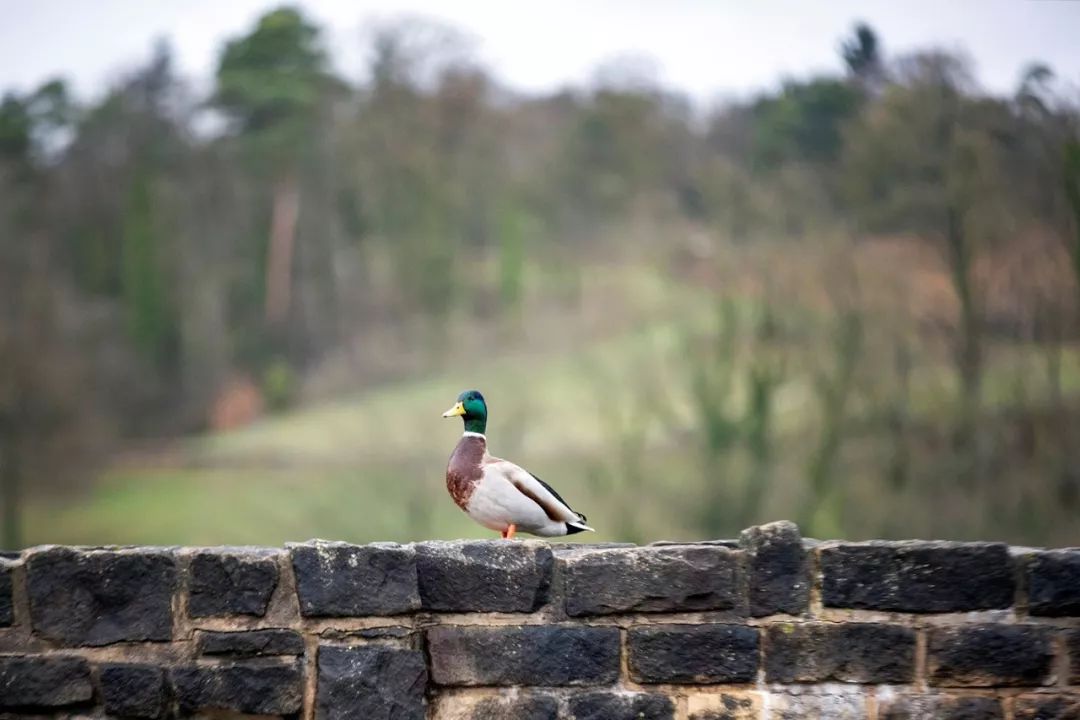 卢森堡是谁的属国,卢森堡是谁呀