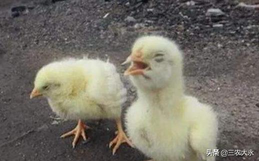 鸡流鼻涕呼噜咳嗽甩鼻喂什么药,鸡咳嗽甩头呼噜用什么药治疗