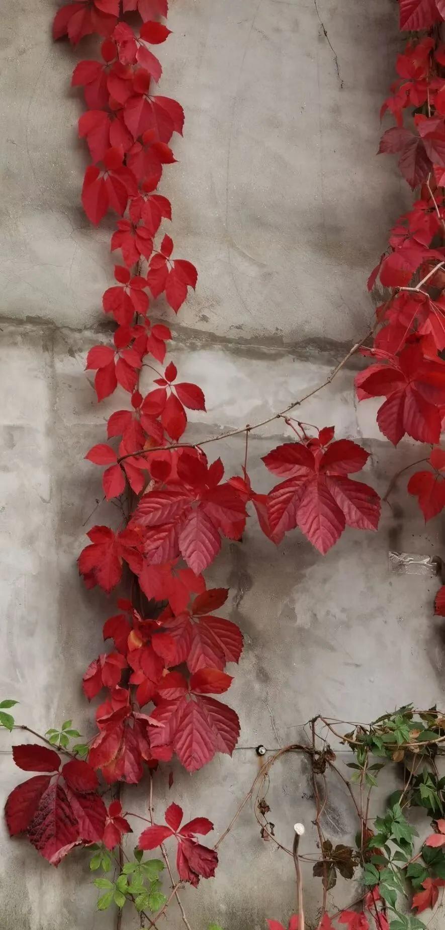 最美的风景美丽的校园,最美的风景就是校园