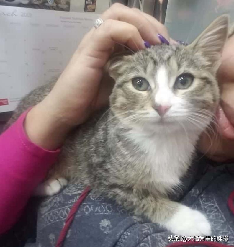 小伙将超市小猫偷偷抱走，却让自闭男孩失去唯一朋友，他也很爱猫