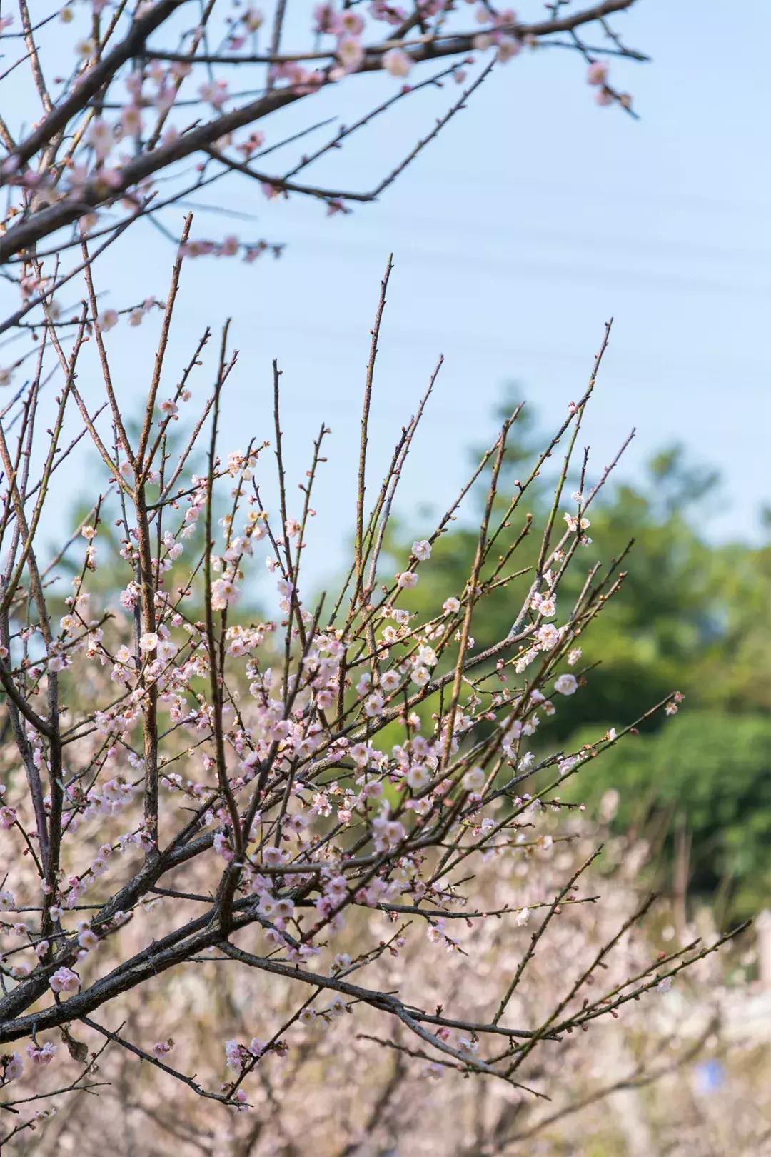 深圳隐秘风景,深圳粉色花海视频