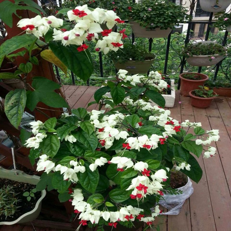 祥龙镇宅,3种开运花旺财又旺家