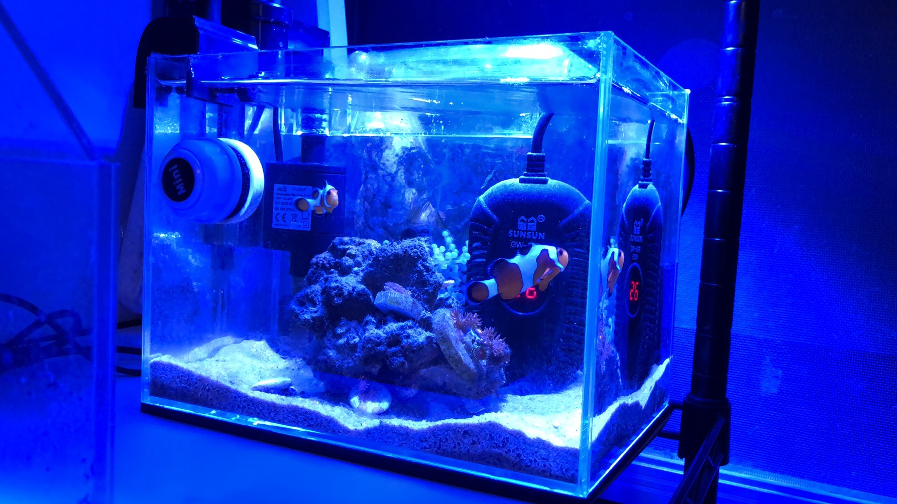 如何养好小丑鱼,怎么养出好小丑鱼