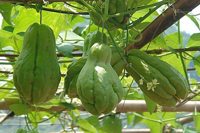 佛手瓜叶子黄是怎么回事,佛手瓜叶子发黄怎么补救