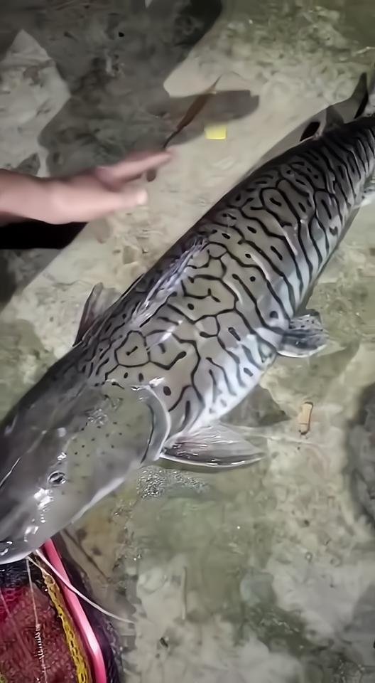 珠江河道出现600斤怪鱼,珠江发现怪鱼是什么鱼