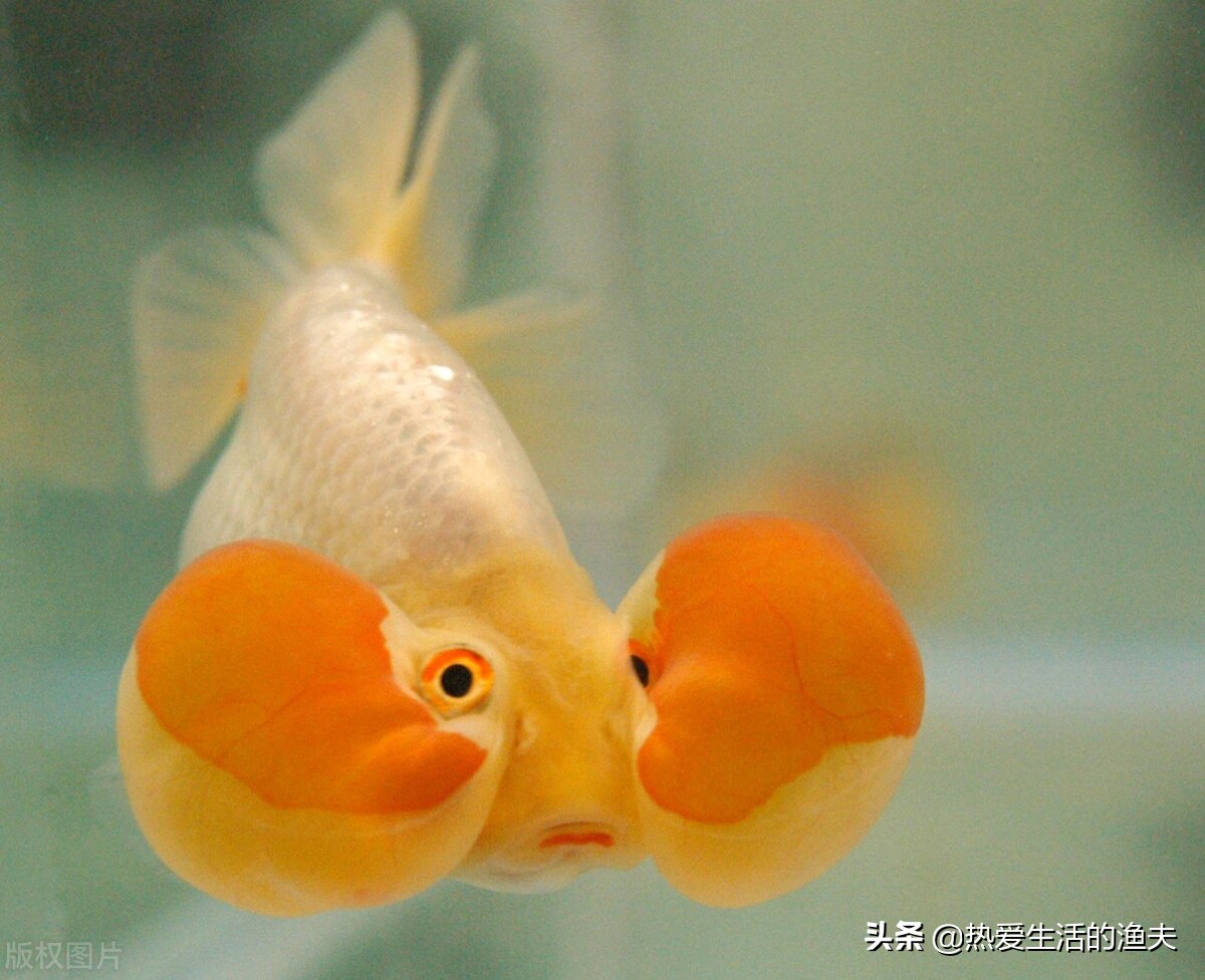 有哪些传统金鱼品种,中国传统的金鱼品种祖先